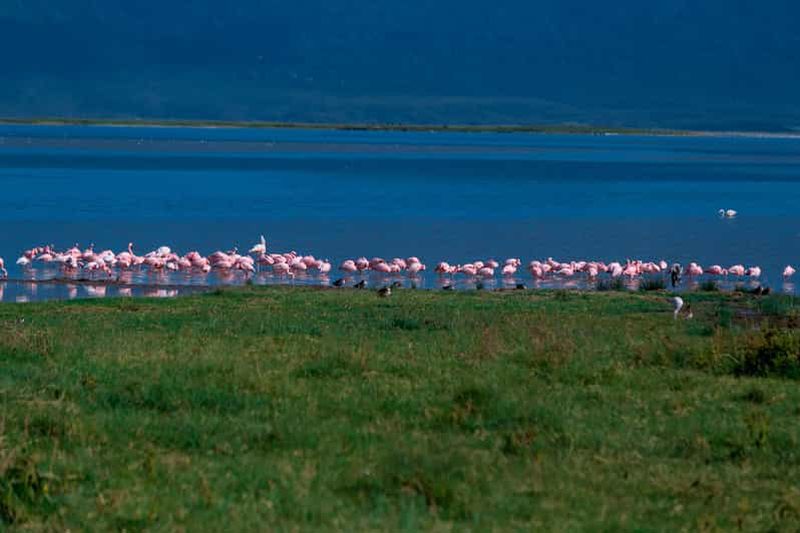 Arusha : excursion d'une journée au parc national du lac Manyara