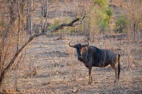 Arusha : excursion de 3 jours au lac Eyasi et safari