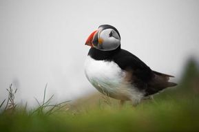 Tórshavn : Mykines, l'île aux macareux Visite privée