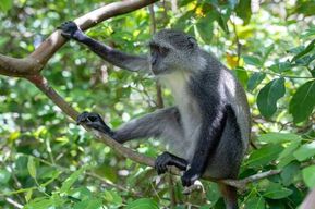 Zanzibar : explorez le parc national de Jozani Chwaka Bay et sa faune