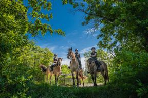 Fontainebleau : équitation, gastronomie et château