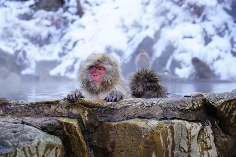 Tokyo : visite privative des singes des neiges de Jigokudani à Nagano