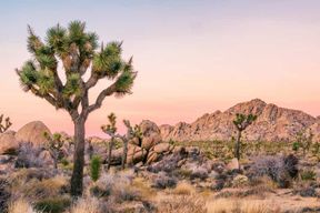 Parc national de Joshua Tree : Visite audio en voiture