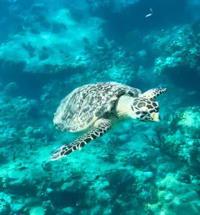 St Martin : Excursion en bateau rapide pour la plongée en apnée au Rocher Créole