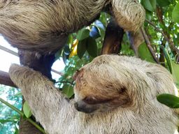Excursion à Roatan : Aventure de plongée en apnée pour les singes et les paresseux
