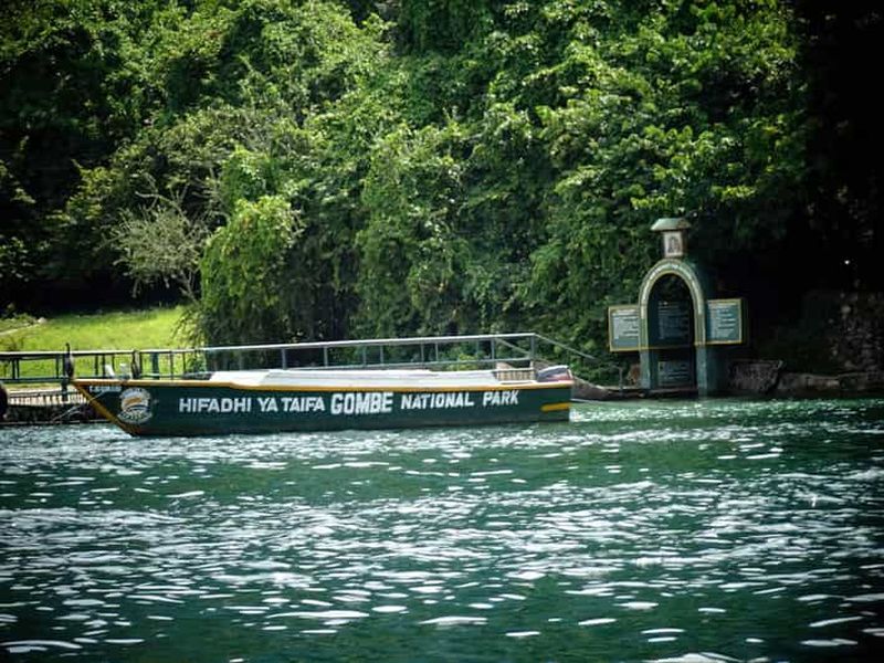 Découvrez 3 jours de pistage des chimpanzés dans le parc national de Gombe Stream