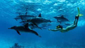 Au départ de Nungwi : Excursion en bateau à Mnemba et plongée avec masque et tuba pour les dauphins