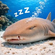 Malé : atoll de Malé Sud, requin-nourrice, sortie de snorkeling