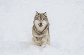 Bozeman : Aventure 4 jours/3 nuits avec les loups de Yellowstone et l'hiver