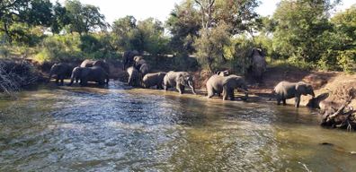 LIVINGSTONE, ZAMBIE : SAFARI EN 4X4 ET MARCHE AVEC LES RHINOCÉROS