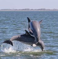 Cocoa Beach : Visite touristique privée de 2 heures à la rencontre des dauphins