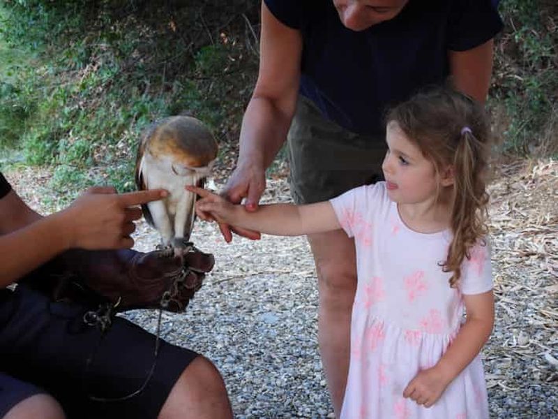 Découvrez le monde fantastique des rapaces dans le parc national du Pollino.