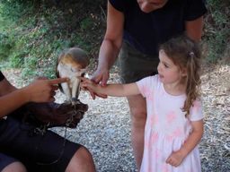 Découvrez le monde fantastique des rapaces dans le parc national du Pollino.