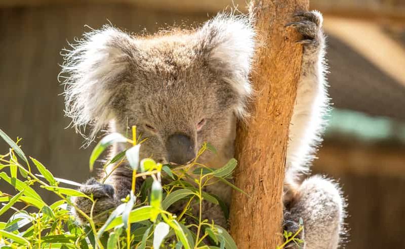 Expérience au parc animalier de Cleland avec le sommet du Mont Lofty