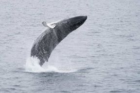 Reykjavik : Visite de l'aventure marine et des baleines