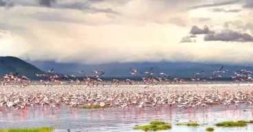 Safari ornithologique dans la vallée du Rift : 2 jours à Nakuru et Naivasha