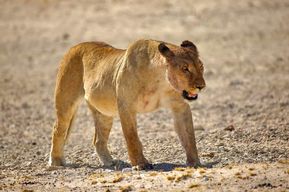 Hébergement de 8 jours dans les parcs nationaux de Soss, Swakop, Twyfelfontein et Etosha