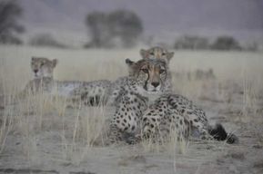 Voyage dans le parc Namib Naukluft