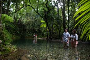 Visite d'exploration du sud de la Daintree - demi-journée
