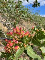 Bronte : Visite des plantations de pistaches avec dégustation