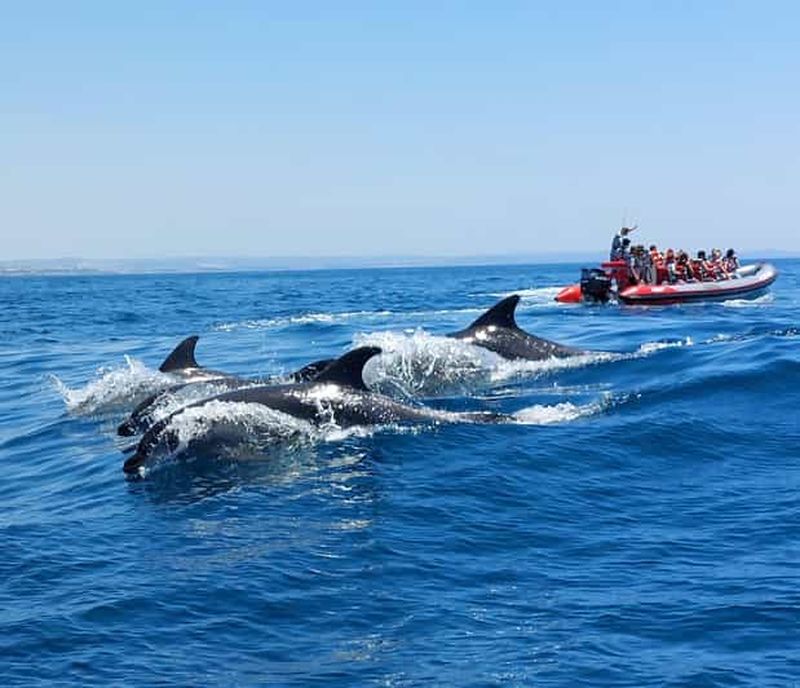 Depuis Albufeira : visite guidée en bateau des grottes de Benagil et des dauphins