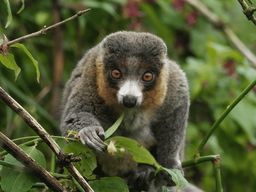 Bristol : Billets d'entrée pour le projet du zoo de Bristol