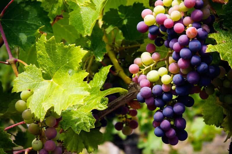 Chypre : Visite des vignobles de la montagne Troodos avec un habitant