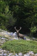 Parc national des Abruzzes, du Latium et du Molise : Trekking&Faune.