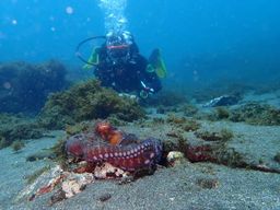 Ma première plongée sous-marine dans l'océan depuis Terceira - Açores