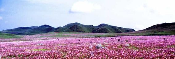 Safari de 5 jours à Mikumi, Ruaha et Kitulo