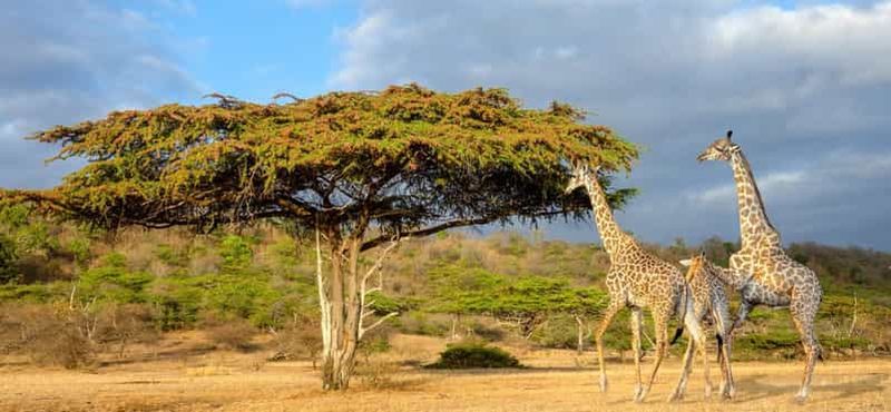 Au départ d'Arusha : Safari de 3 jours dans les parcs nationaux de Mikumi et de Ruaha