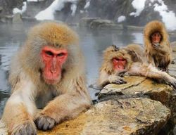 Depuis Tokyo : visite privée d’une journée au Jigokudani Monkey Park