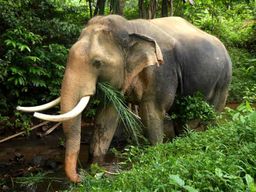 Ko Lanta : À la rencontre des géants – Expérience avec les éléphants (journée complète)
