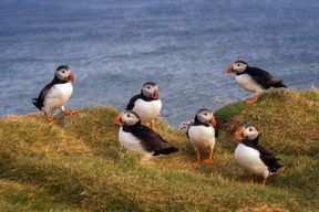 Depuis Édimbourg : excursion en bateau pour observer les macareux et château de Tantallon