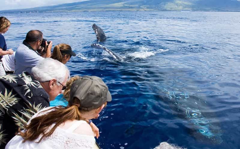 Maui : Observation écologique des baleines depuis le port de Ma'alaea
