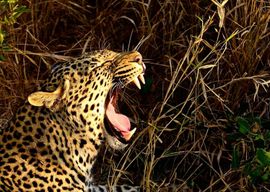 Au départ de Richards Bay : Excursion d'une journée dans la réserve de chasse de Hluhluwe Imfolozi