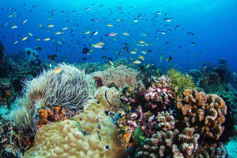 Dumaguete : Randonnée et plongée en apnée sur l'île d'Apo