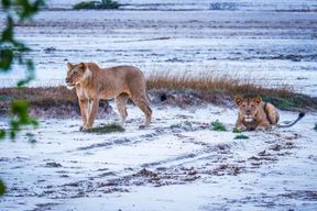 Dar es Salaam : excursion d'une journée au parc national de Saadani