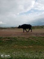 Utique cité Punica-romaine,Bizerte,Cap Angela et reserve naturelle Ichkeul