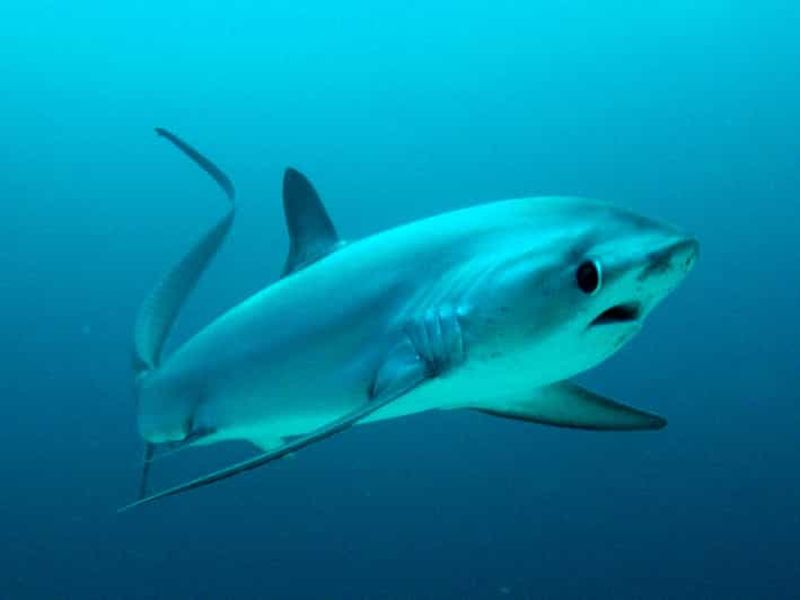 Malapascua : Plongée requin Advance Divers et transfert optionnel