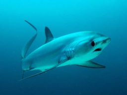 Malapascua : Plongée requin Advance Divers et transfert optionnel