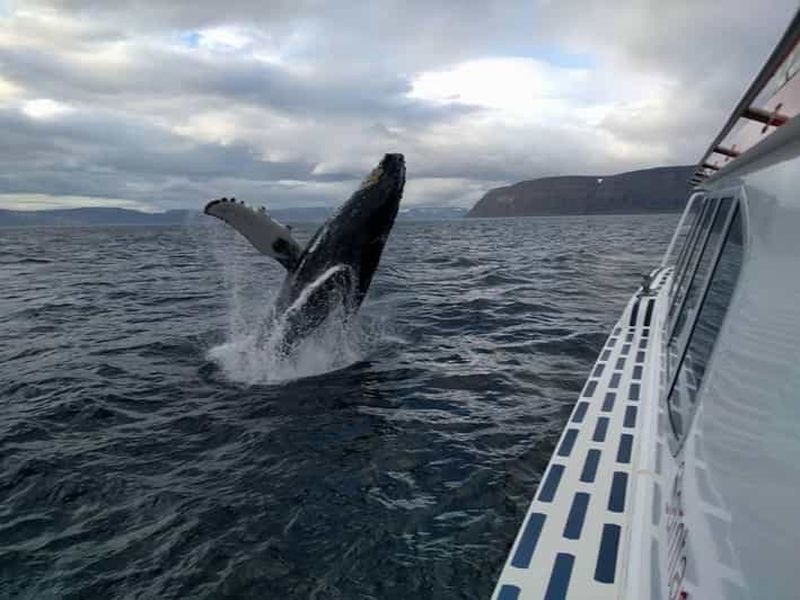 Ísafjörður : excursion en bateau pour observer les baleines dans les fjords de l'ouest