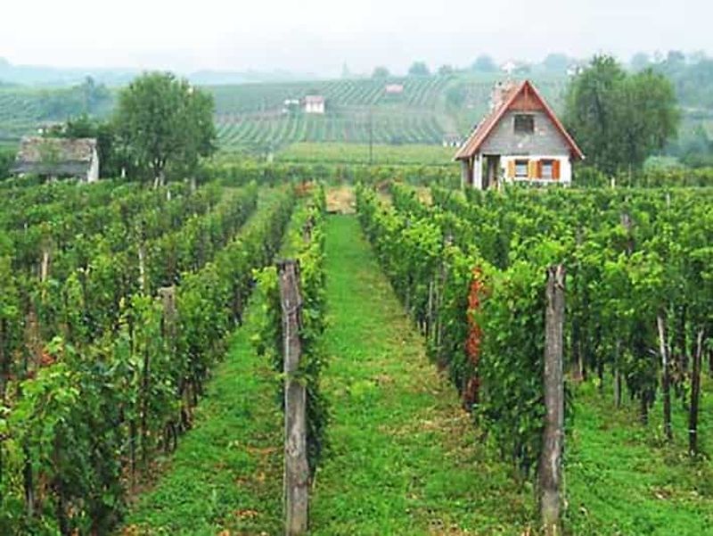 Dégustation de vins à Villány, visite touristique à Pécs, visite privée