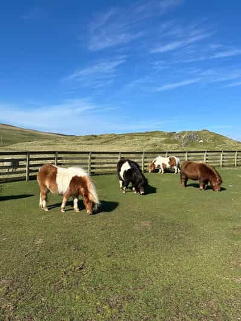 Lerwick : Shetland Pony Express
