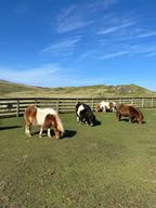 Lerwick : Shetland Pony Express