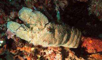 Plongée d'une journée complète et apéritif à bord dans le golfe d'Orosei