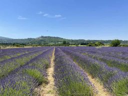Private day tour : Lavandes of Valensole, Moustiers & Sainte-Croix Lake