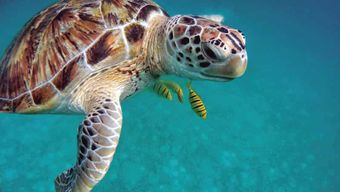 Nosy Be : visite de l'île de Nosy Sakatia avec déjeuner et activités