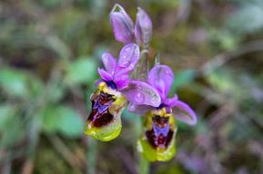 Parc naturel de l'Albufera des Grau : randonnée et observation des oiseaux