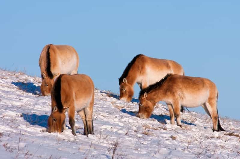 Excursion d'une journée au parc national de Hustai